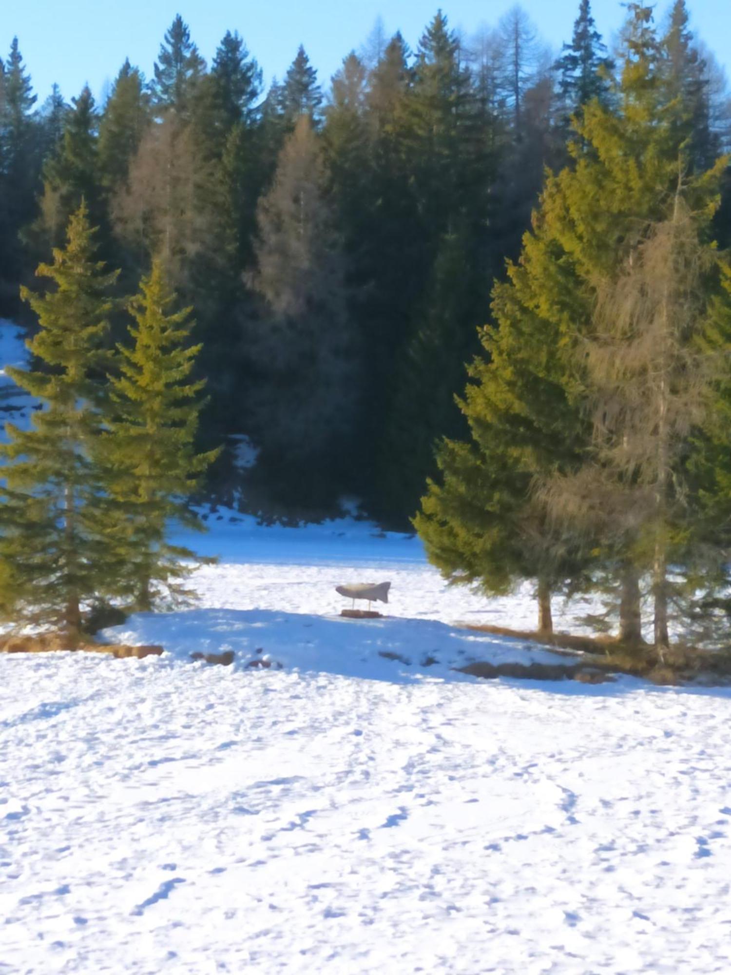 Casa Zucol Lägenhet Sarnonico Exteriör bild