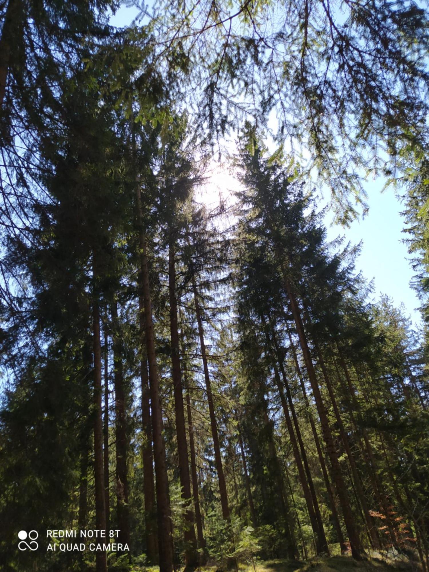 Casa Zucol Lägenhet Sarnonico Exteriör bild