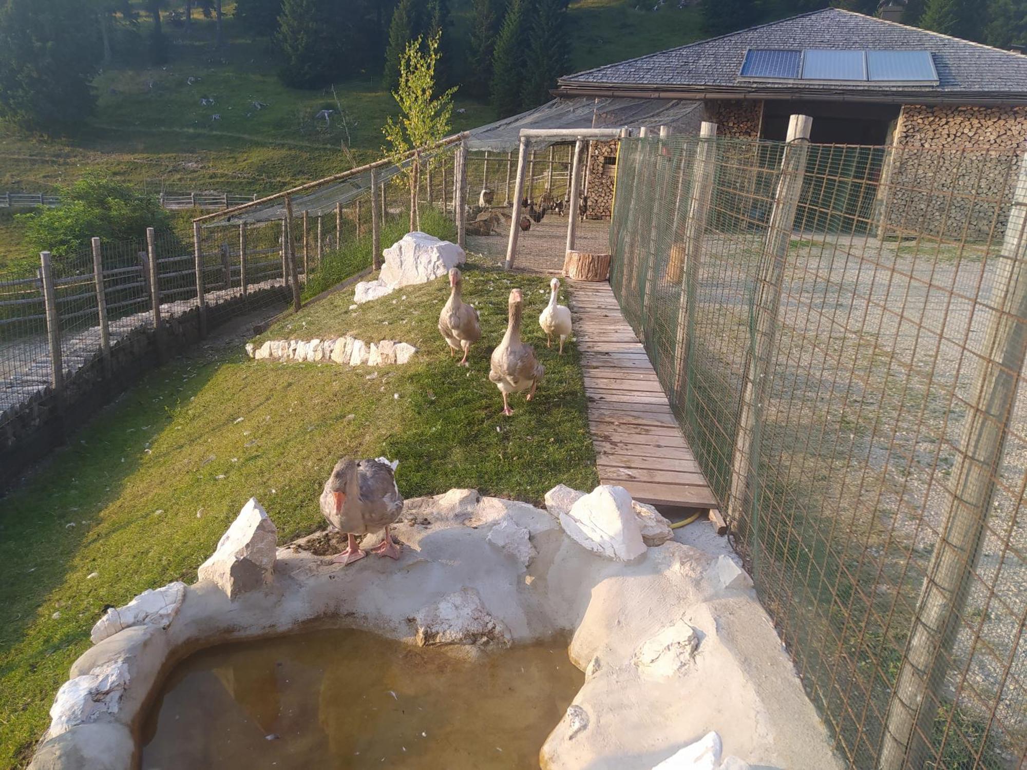 Casa Zucol Lägenhet Sarnonico Exteriör bild